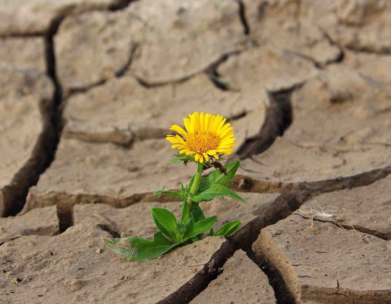 Día Mundial de Lucha contra la Desertificación y la Sequía: Un llamado a la acción