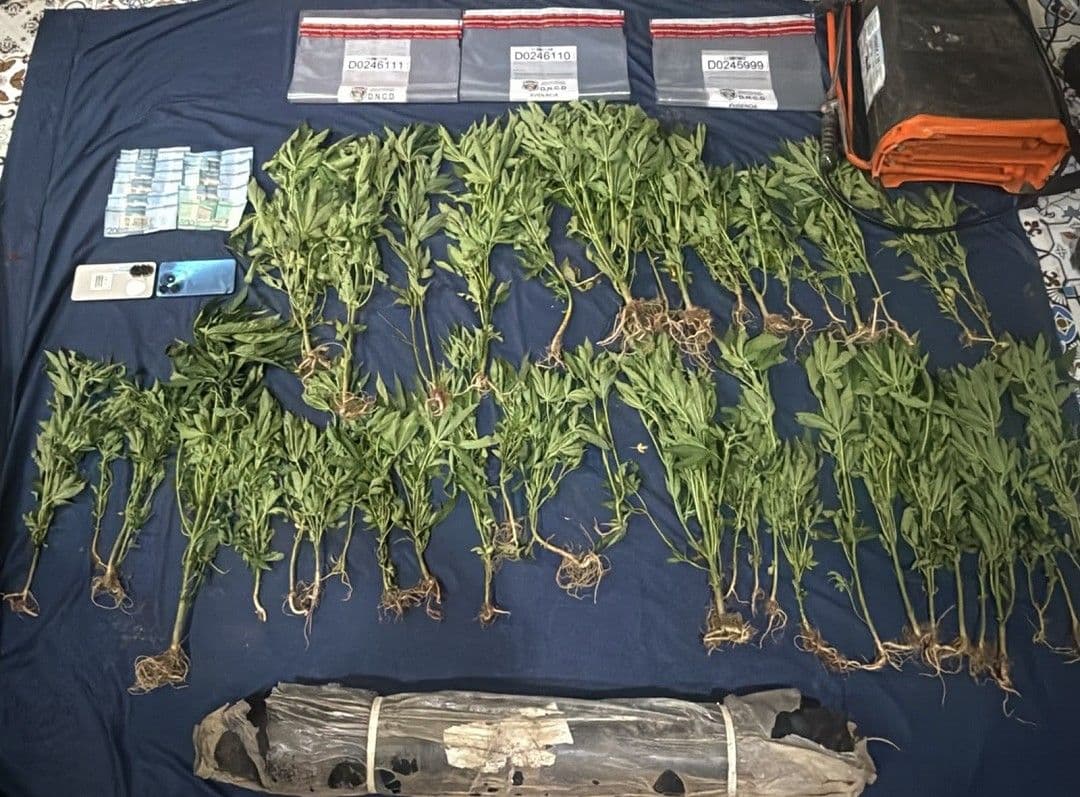 DNCD descubre nueva plantación de marihuana en San José de Ocoa