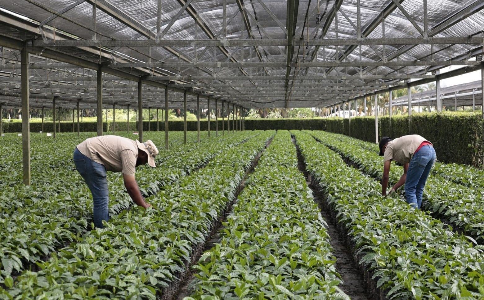 Ciencia y tecnología impulsan la caficultura dominicana
