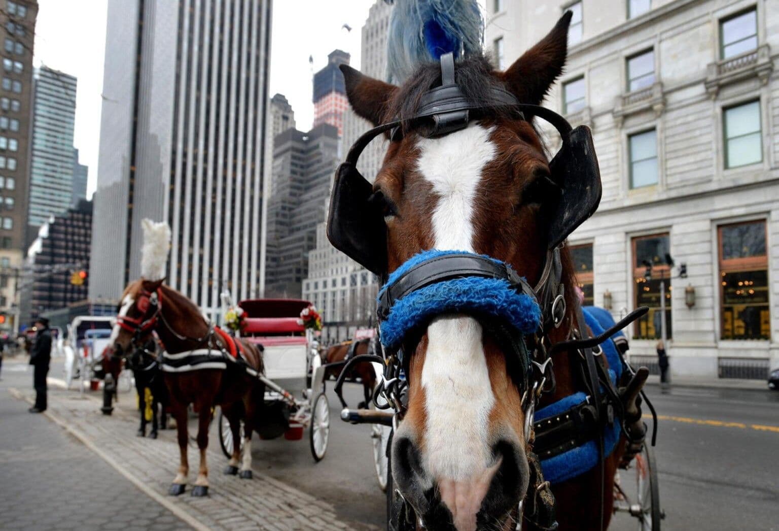 Nueva York reanuda paseos en carruajes tras muerte de joven