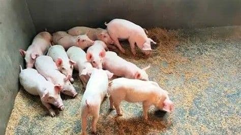 Sacrifican cerdos en Puerto Plata para controlar Fiebre Porcina Africana
