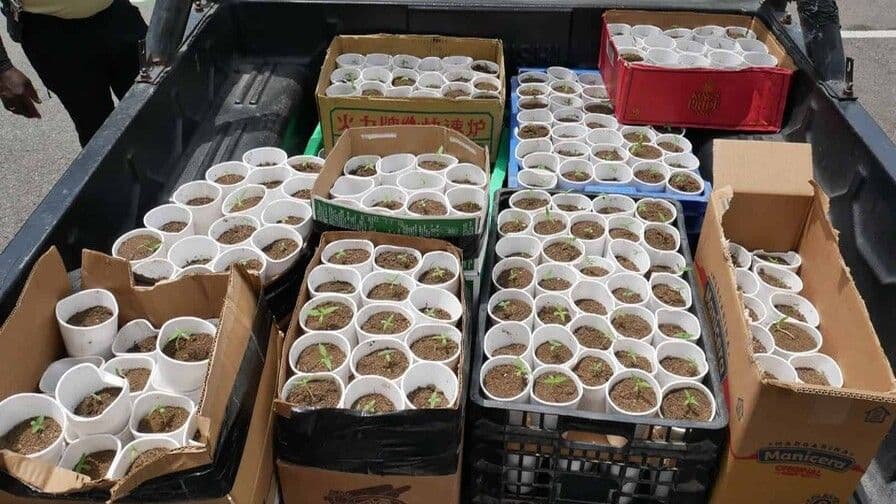Decomisan 421 plantas de presunta marihuana en Santo Domingo Oeste