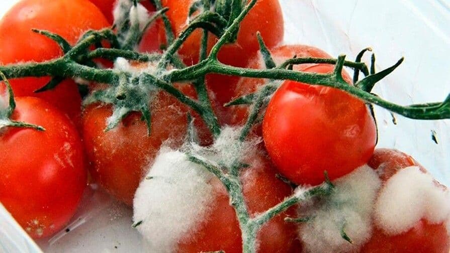 Impacto de la pérdida de alimentos frescos en la seguridad alimentaria mundial