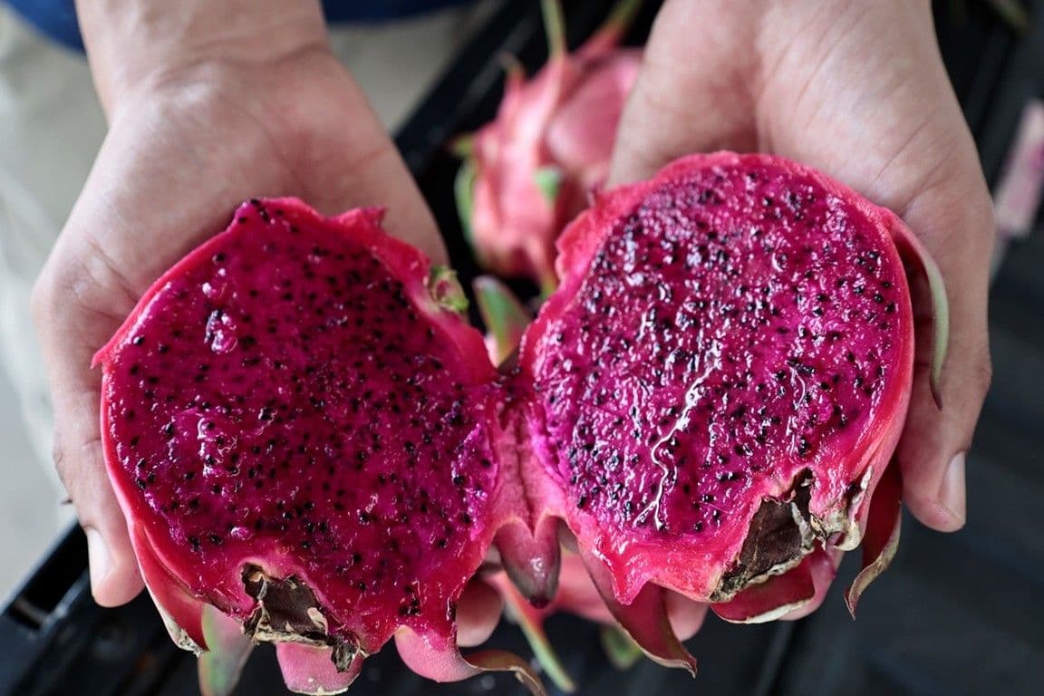 Pitahaya dominicana expande su mercado en Europa y busca acceso a EE.UU.