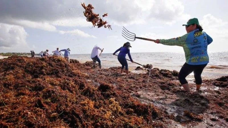 El sargazo: de plaga a recurso valioso en República Dominicana